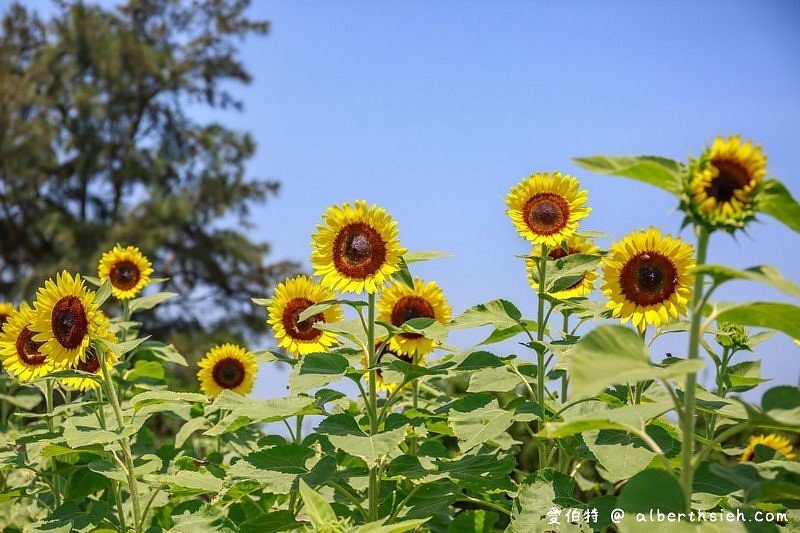 Sun farming