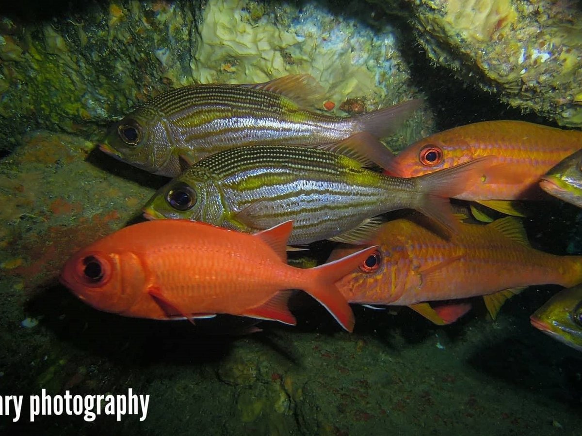 Ticabo Diving Centre, Флик-ан-Флак: лучшие советы перед посещением -  Tripadvisor