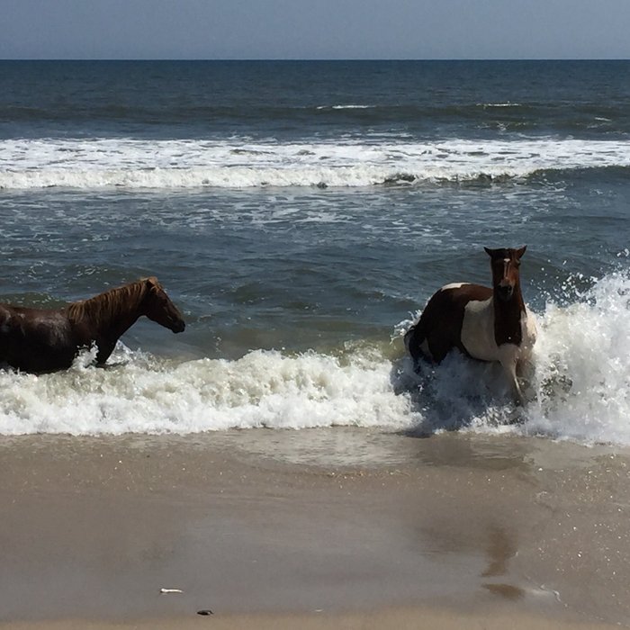 Assateague State Park Camping Beach: Pictures & Reviews - Tripadvisor