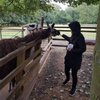 Alpacas92