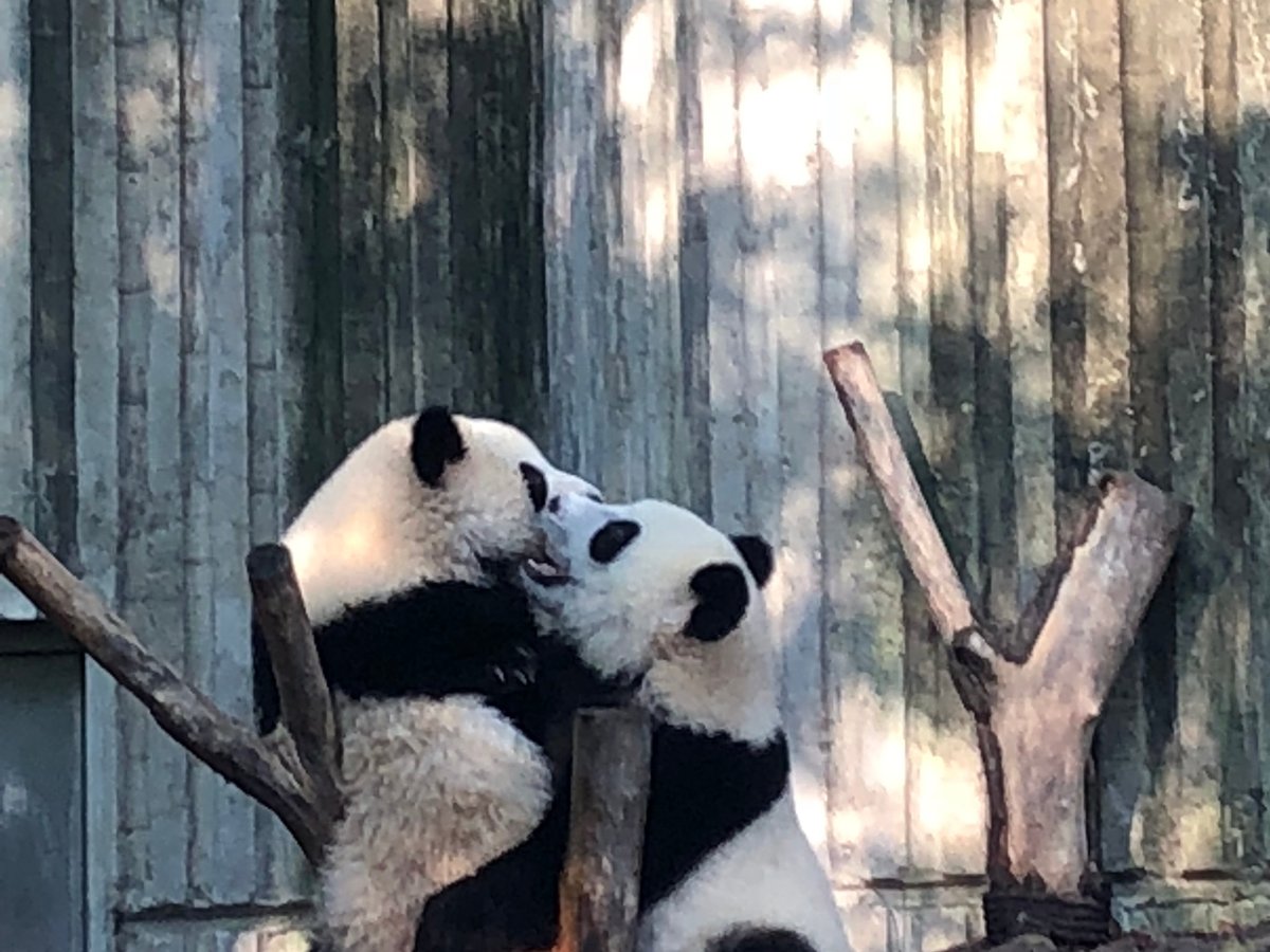 Panda China Go (Chengdu) - All You Need to Know BEFORE You Go