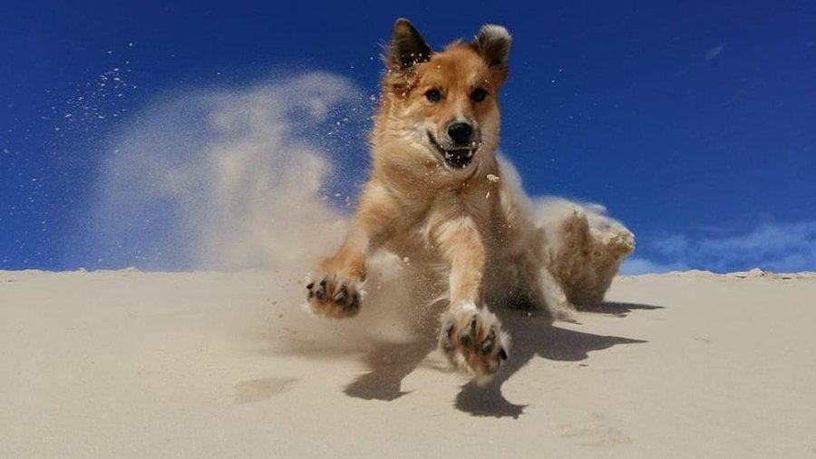 Hóspede (Pet Friendly) passeando nas Dunas