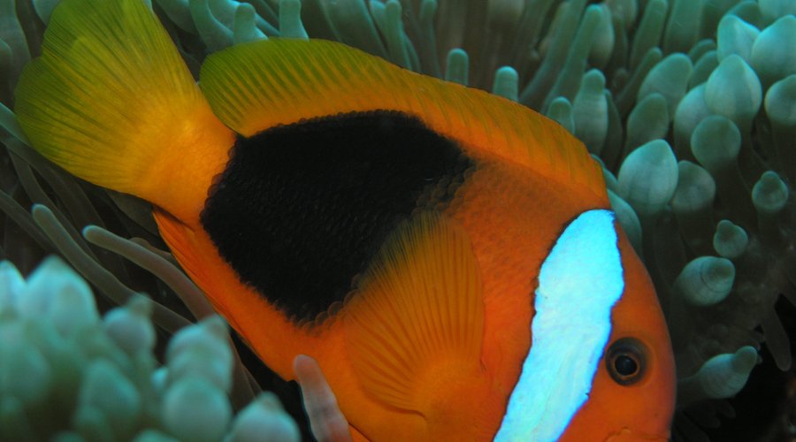 Meet Nemo