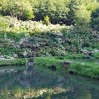 ortensie
