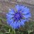 Fiore B