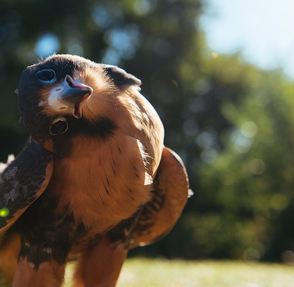 How to identify birds of prey  Herts and Middlesex Wildlife Trust