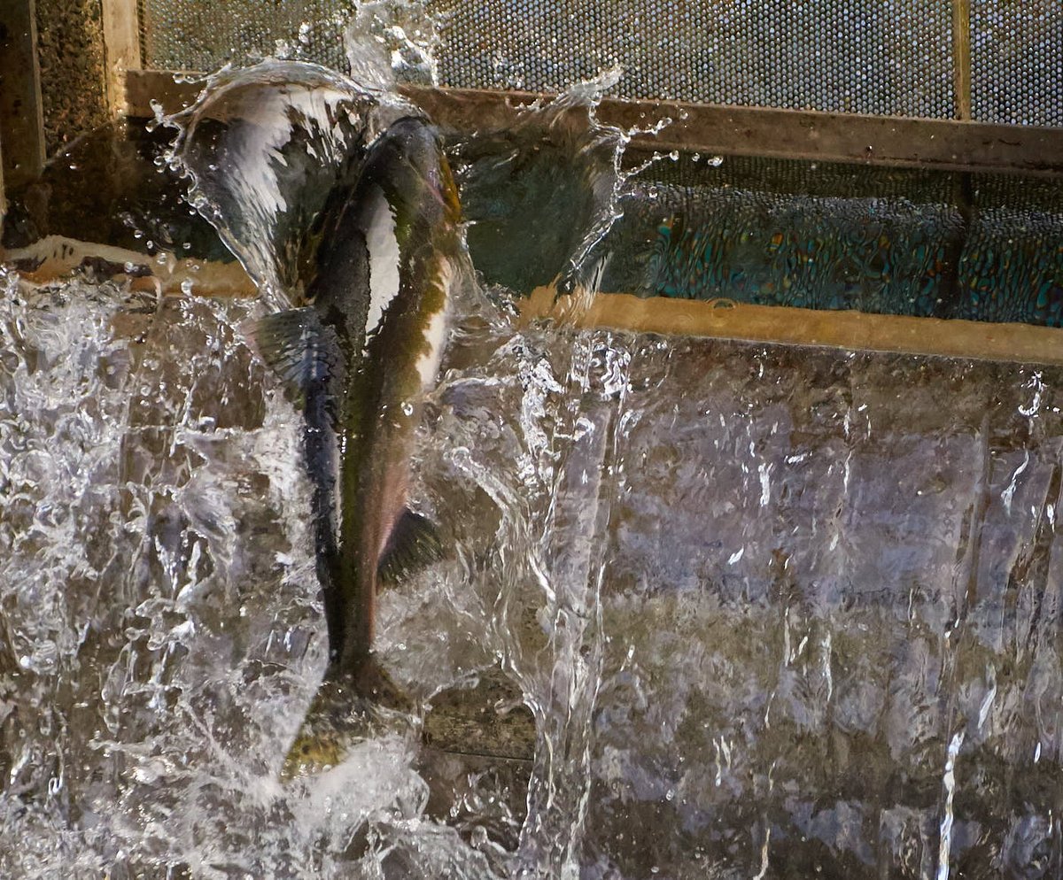 How The Quinsam River Hatchery Saved Our Pink Salmon - Island Fisherman  Magazine