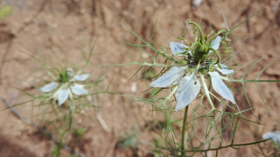 La 'fanciullaccia', un fiore raro che cresce lungo il sentiero