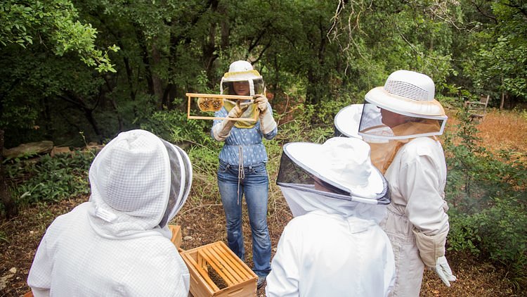 Bee's Wrap – Two Hives Honey – Honey and Hive Tours in Austin, TX