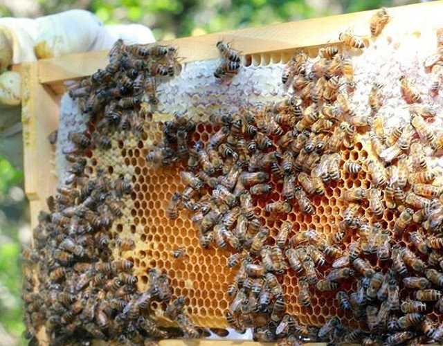 Two Hives Honey - All You Need to Know BEFORE You Go (2024)