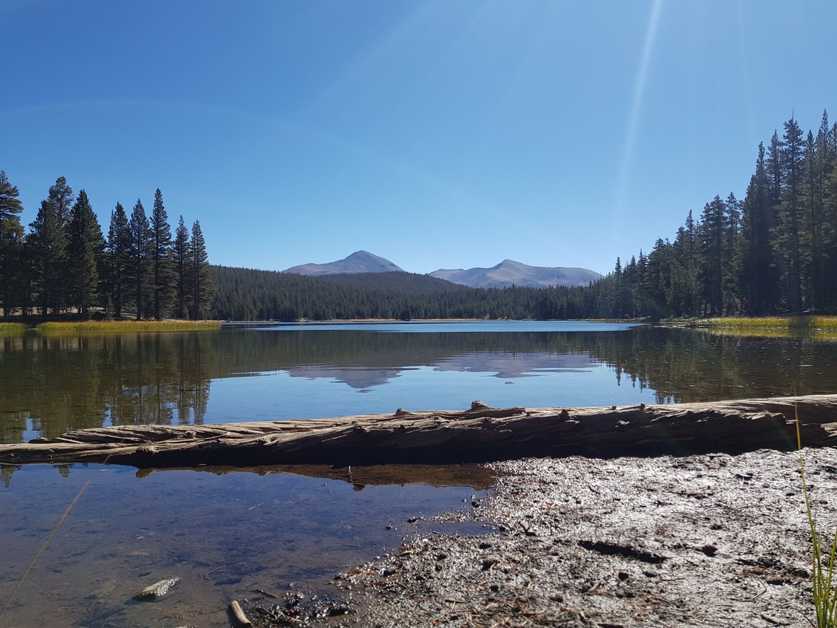 are dogs allowed at yosemite lake