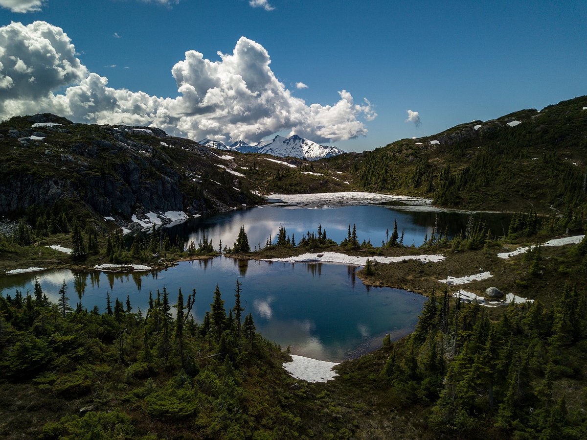 bella coola grizzly tour