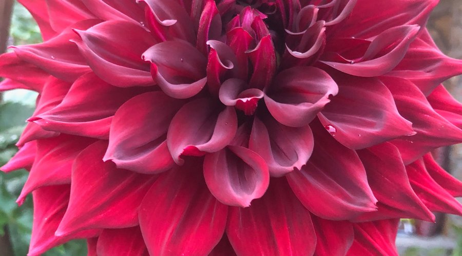 The flowers of the Homestead Inn!