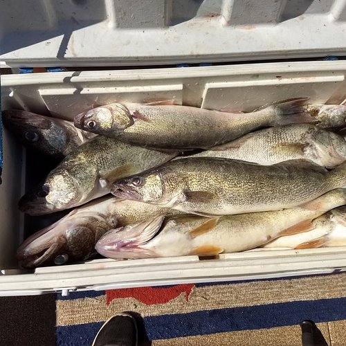 Lake Erie: Premier Walleye Fishing Charters: Book Tours & Activities