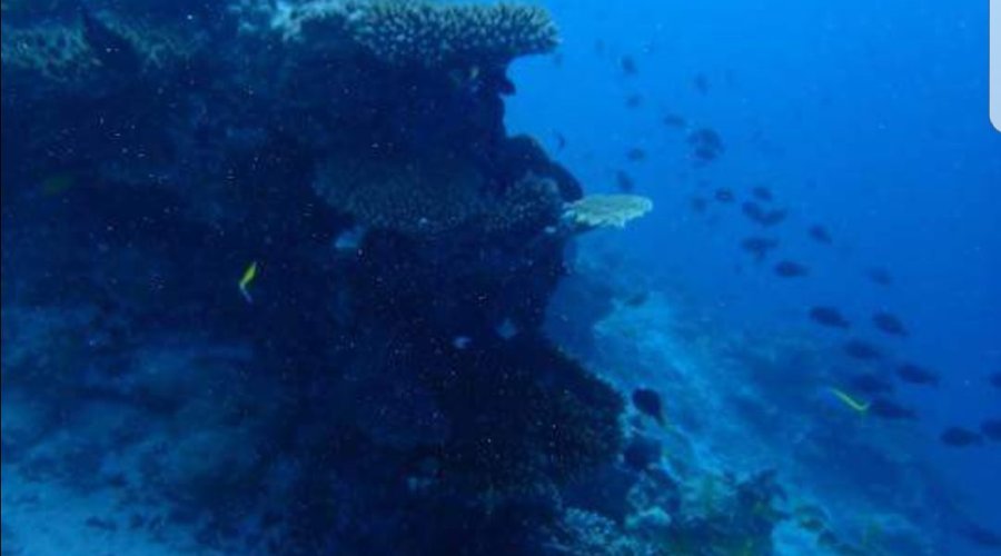 Mahibadhoo house reef divine 