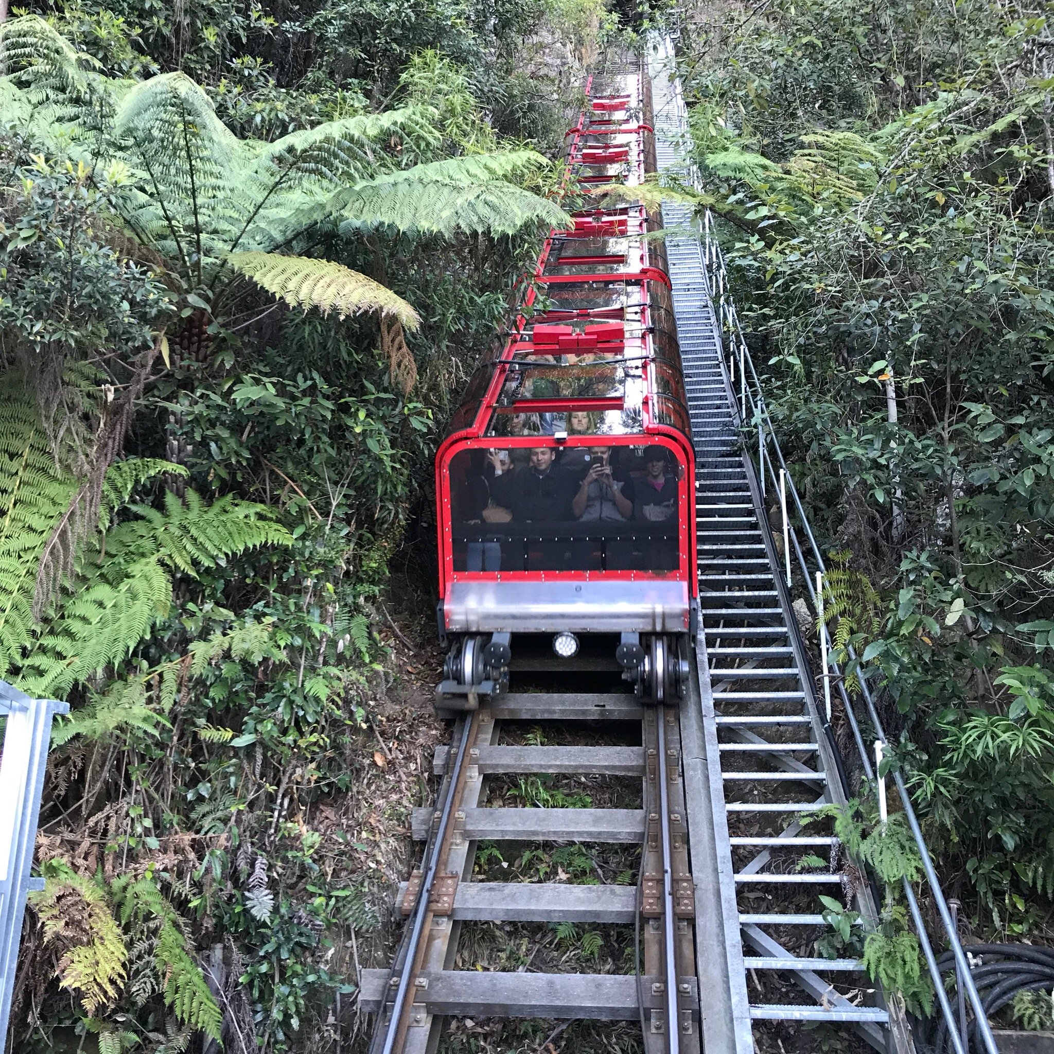 Daintree Rainforest