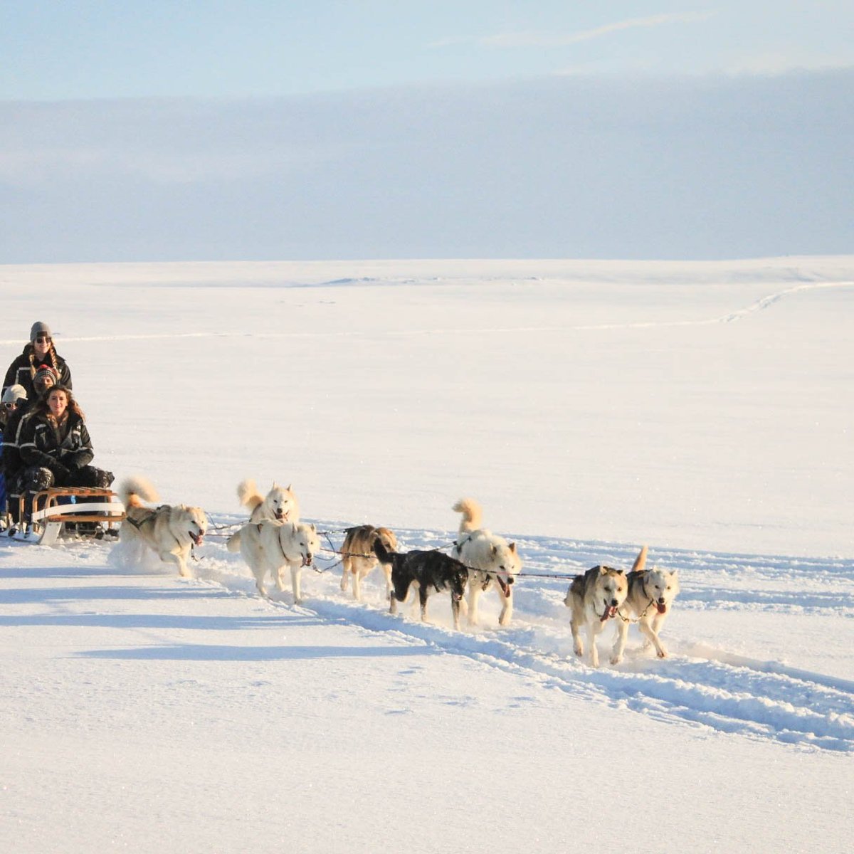 DOGSLEDDING ICELAND (Mosfellsbaer) - All You Need to Know BEFORE You Go