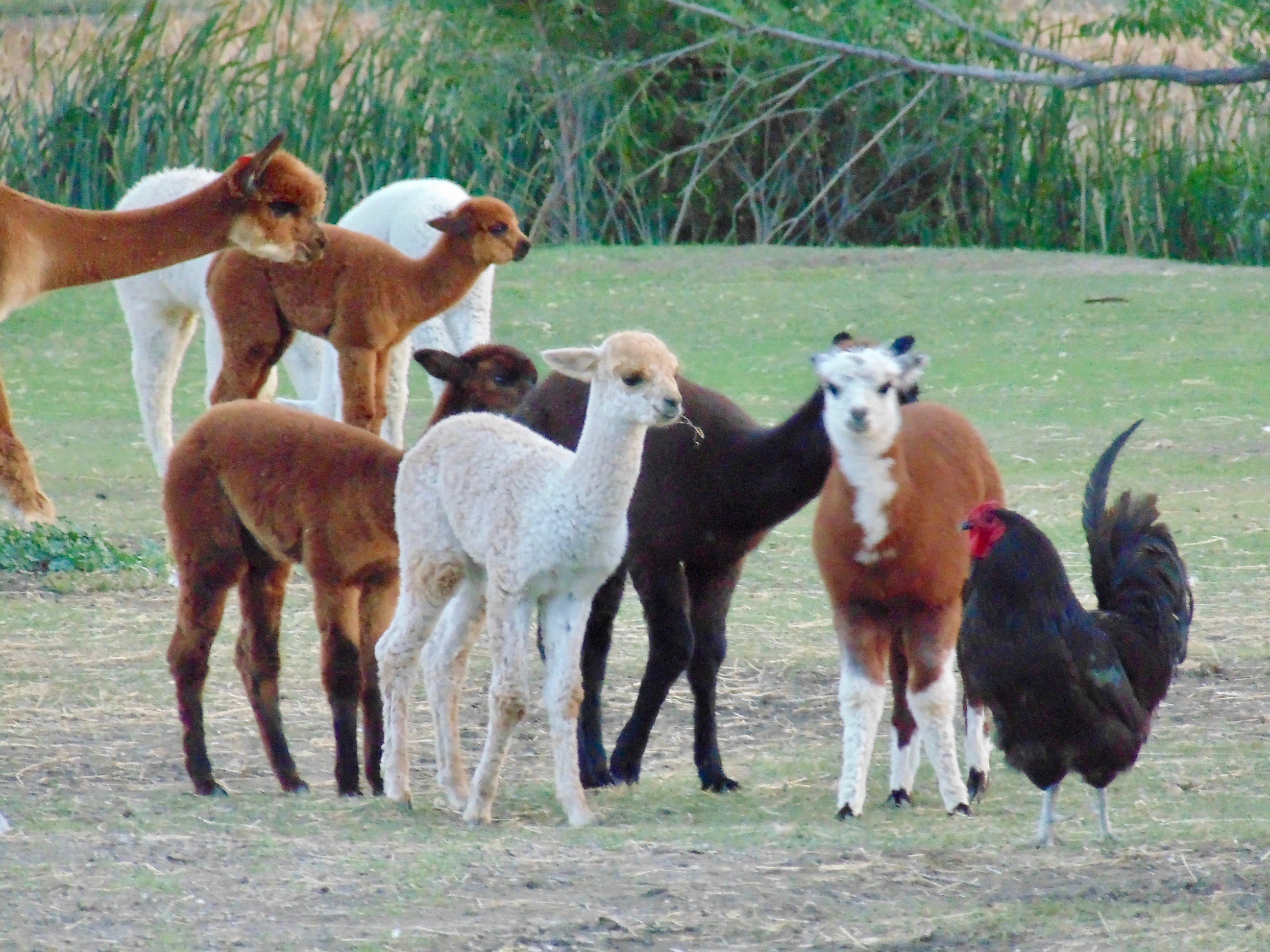 Caputa Alpacas & Guest Ranch - All You Need to Know BEFORE You Go