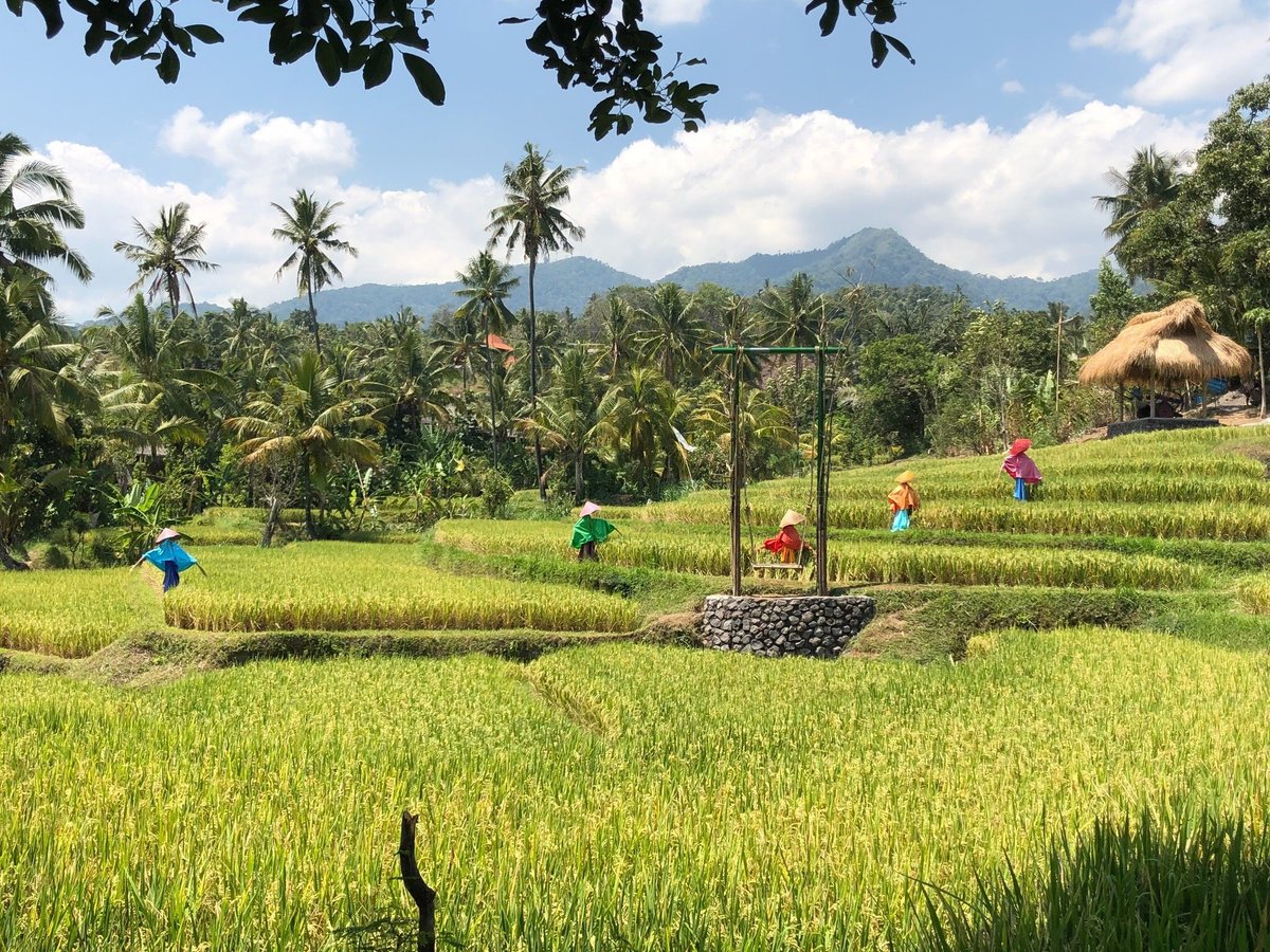 Meet the Real Bali - All You Need to Know BEFORE You Go (2024)