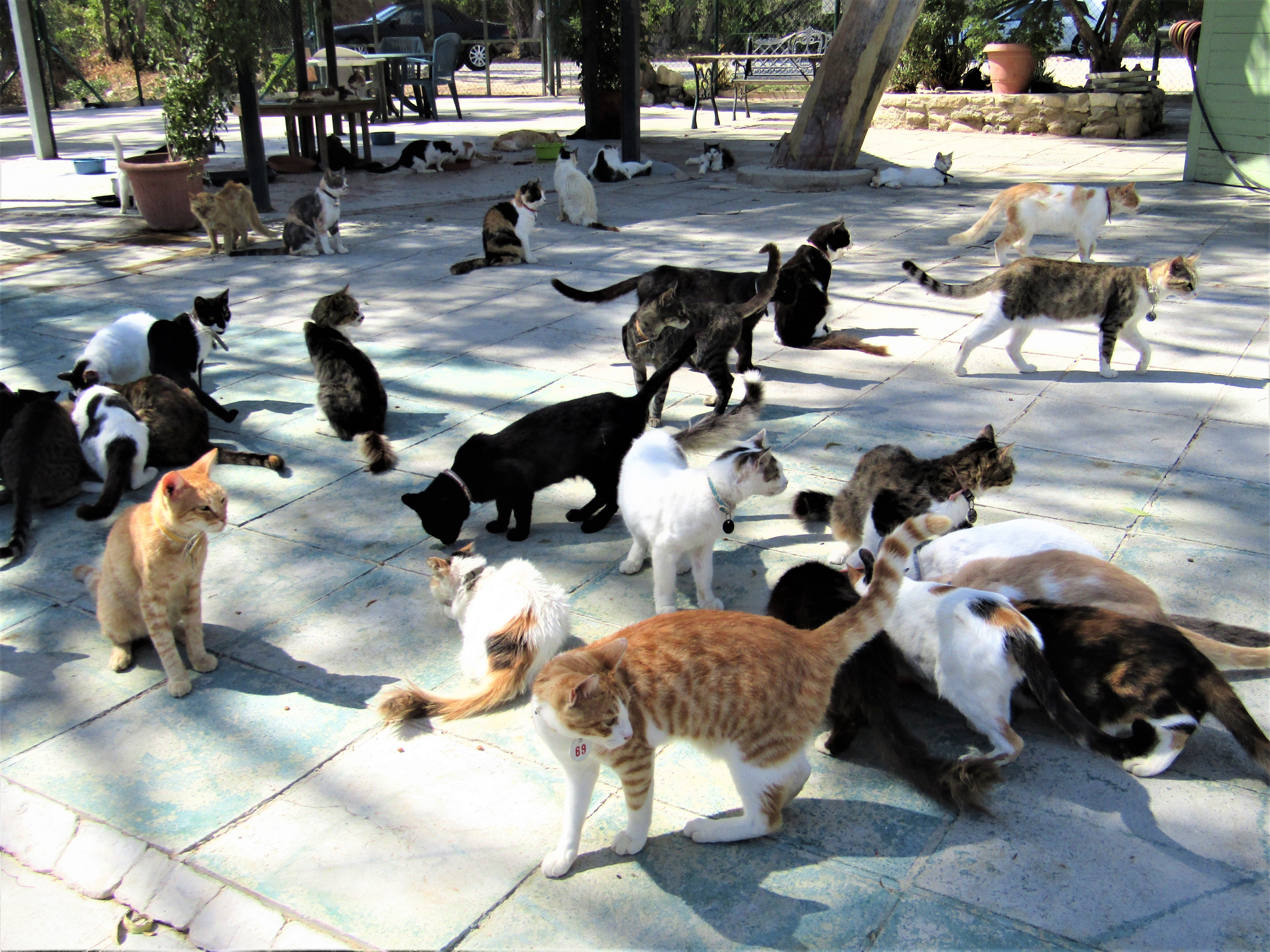 Country store cat sanctuary