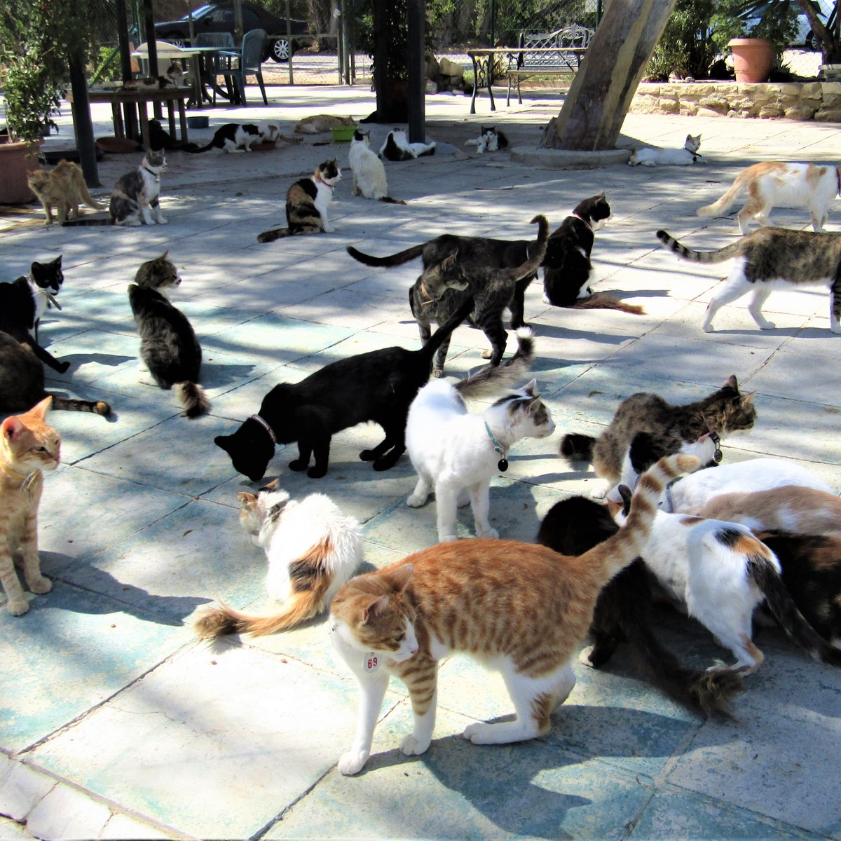 Malcolm Cat Sanctuary, Лимасол: лучшие советы перед посещением - Tripadvisor