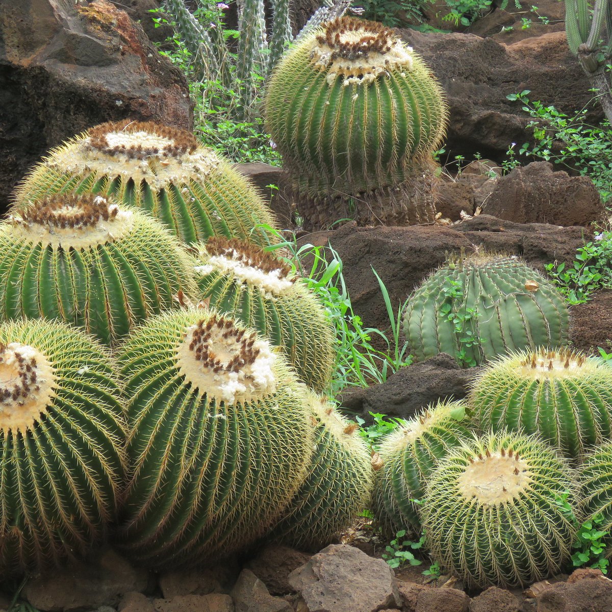 KCC CACTUS GARDEN Honolulu   All You Need to Know BEFORE You Go
