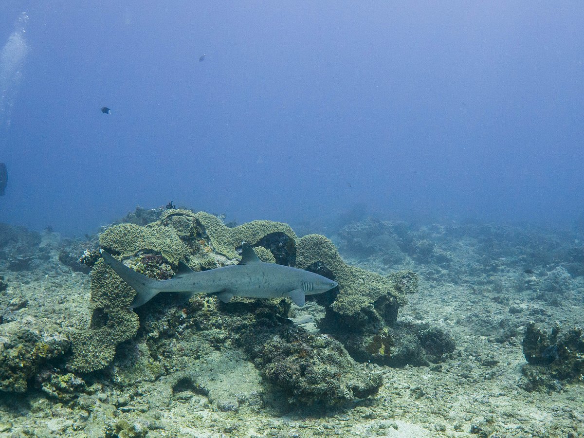 Compass Divers (Gili Trawangan) ATUALIZADO 2023 O que saber antes de