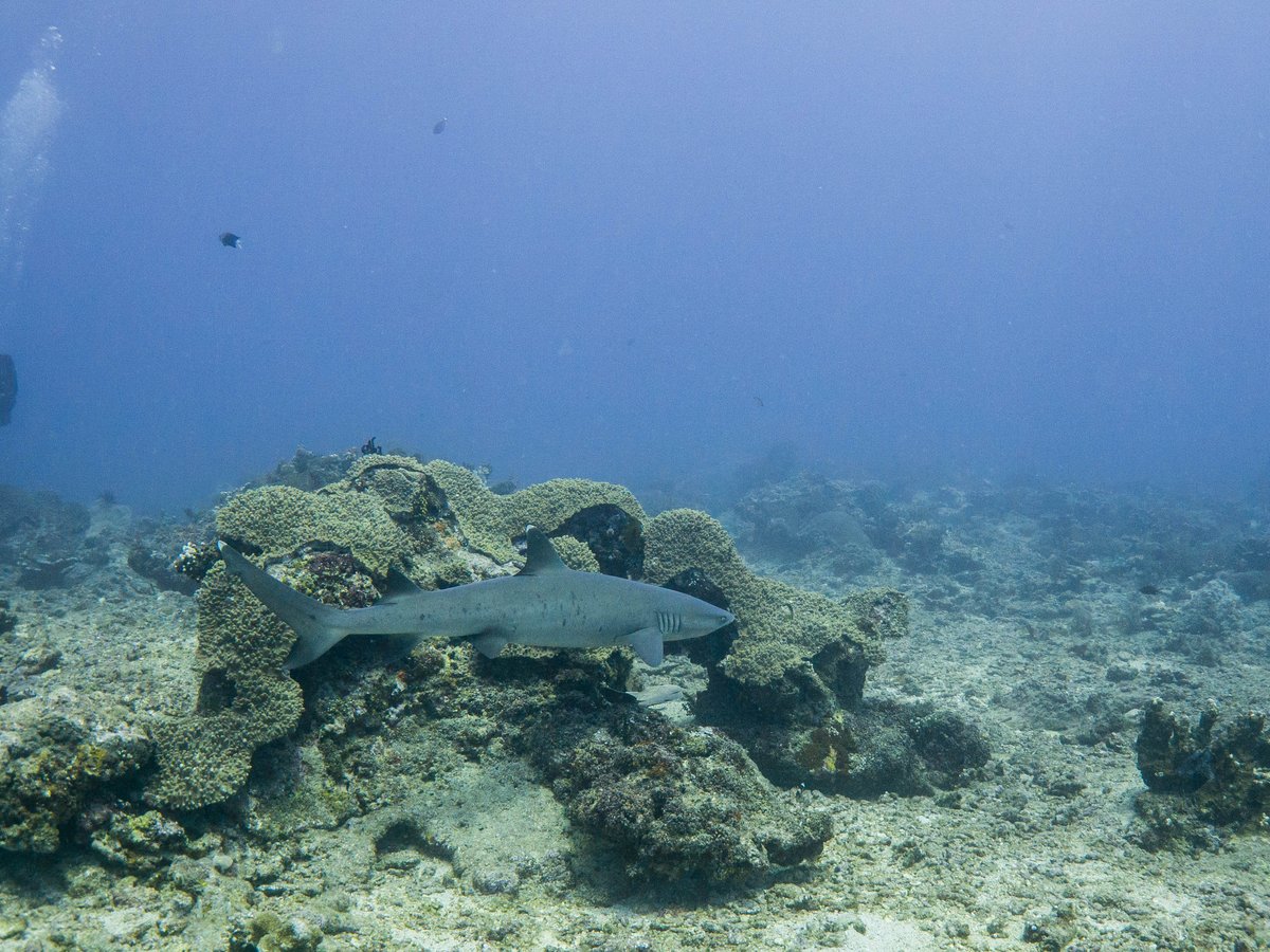 Compass Divers (Gili Trawangan) ATUALIZADO 2023 O que saber antes de