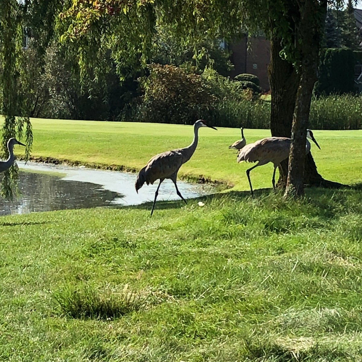 TANGLEWOOD GOLF CLUB (South Lyon) All You Need to Know BEFORE You Go