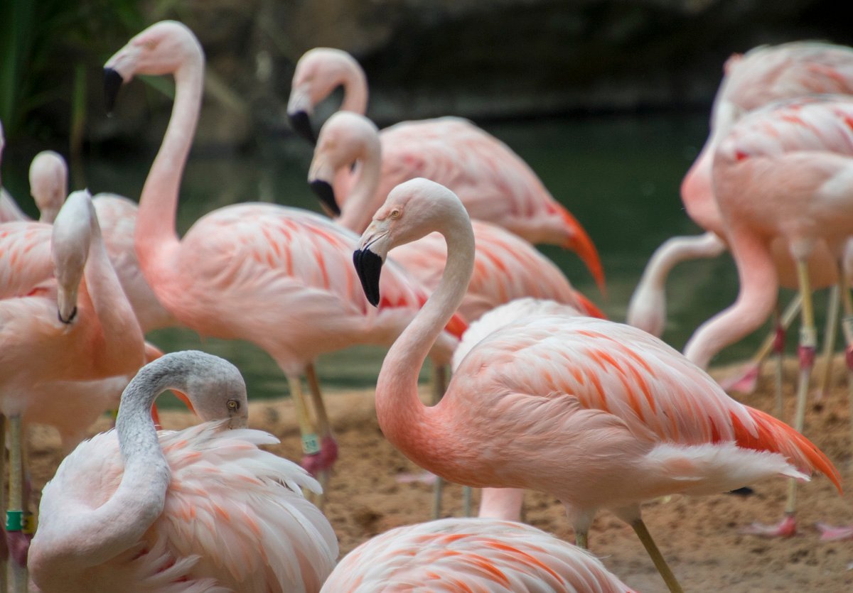 HOUSTON ZOO 2022 All You Need To Know BEFORE You Go TX   Flamingos 