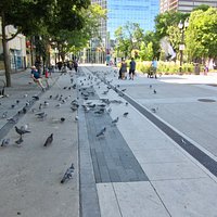 Plenty of local pigeons