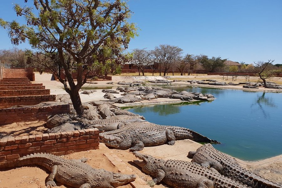 thaba kwena crocodile farm tours