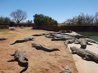 Thaba Kwena Crocodile Farm