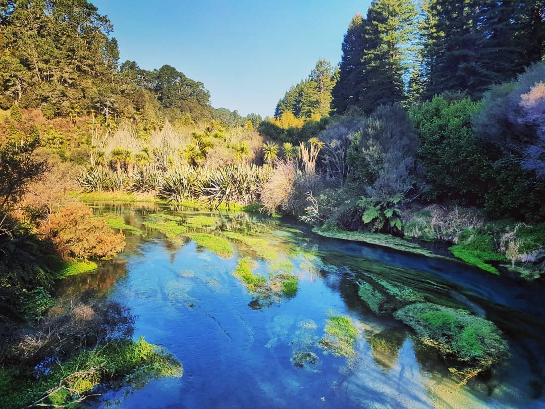 Blue Spring (Putaruru) - All You Need to Know BEFORE You Go