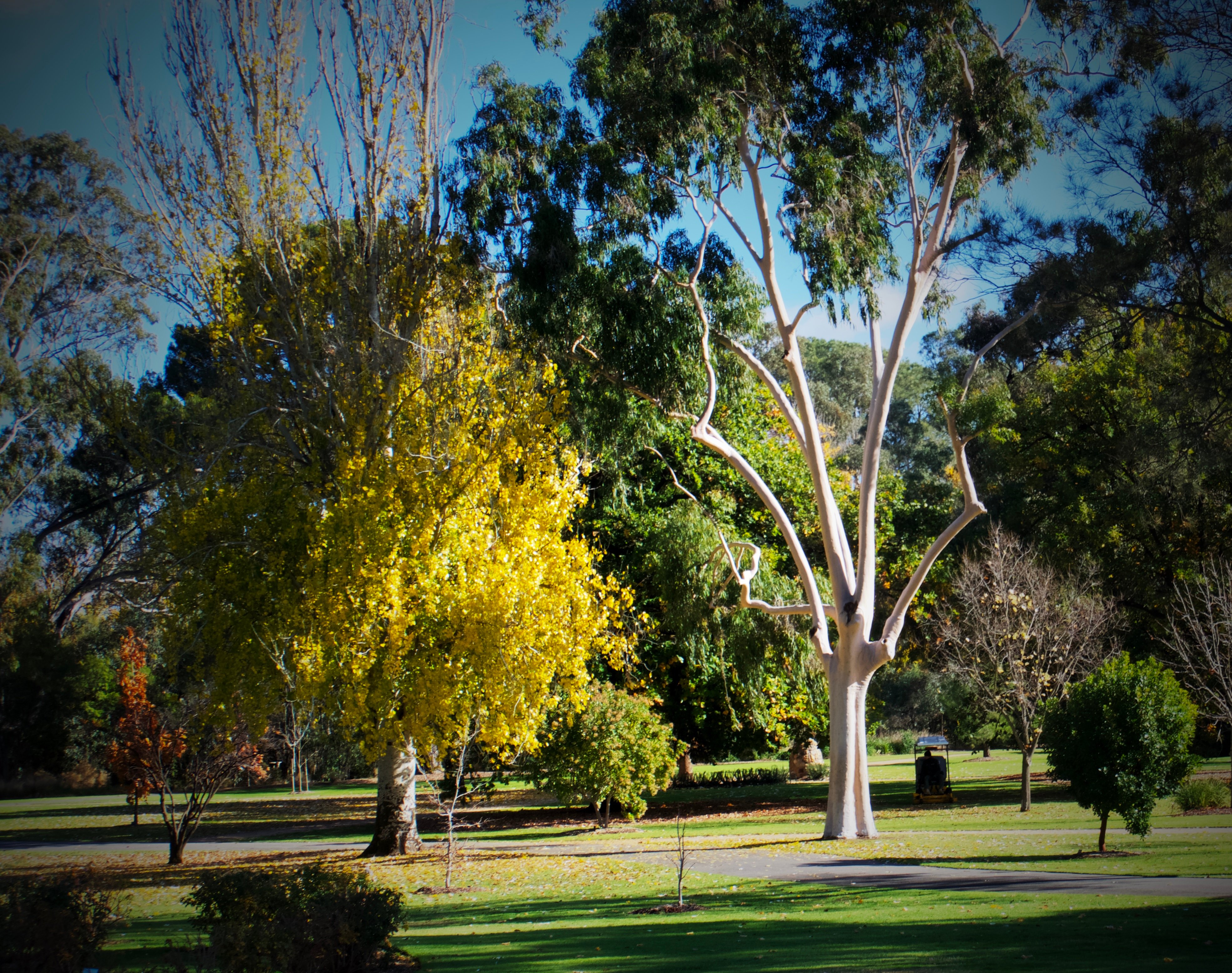 THE 15 BEST Things To Do In Bendigo (2024) - Must-See Attractions