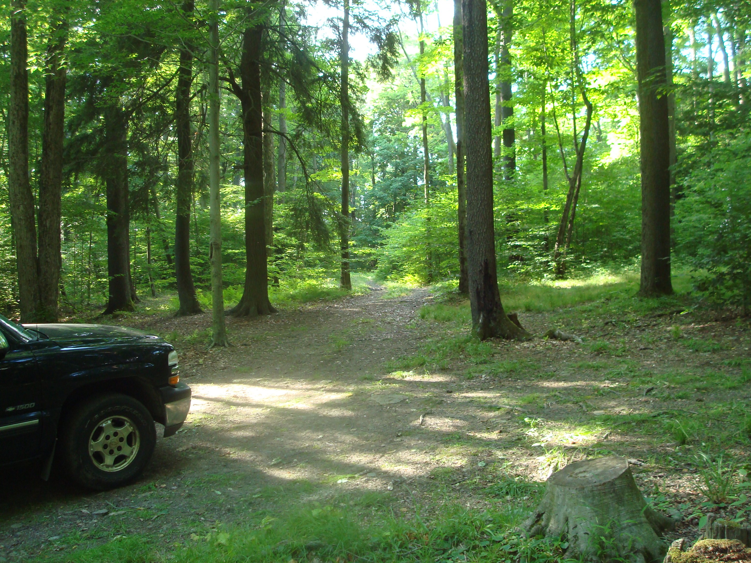 allegheny national forest hiking