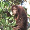 Tabin Lodge Wildlife Rainforest Tour