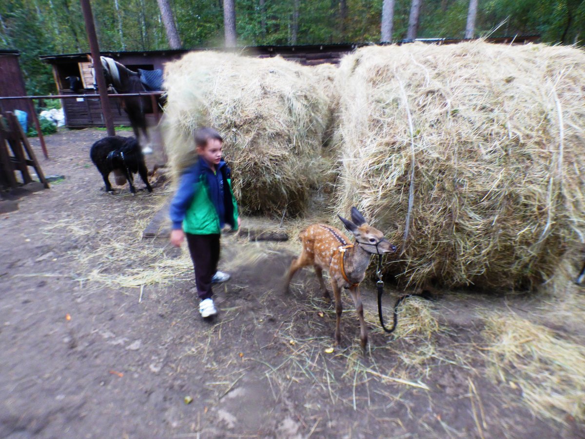 Zoobaza Kovcheg, Кашира: лучшие советы перед посещением - Tripadvisor