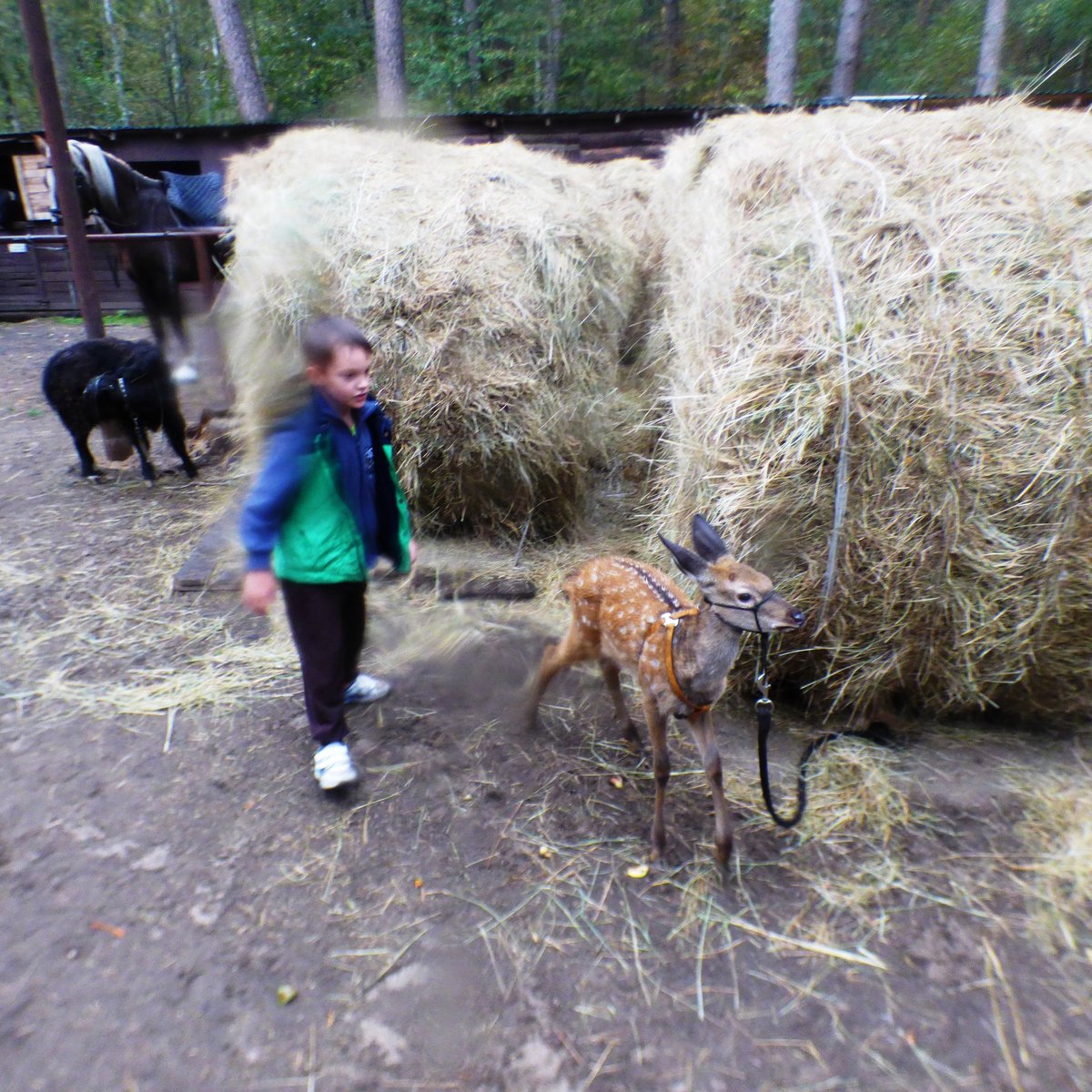 Zoobaza Kovcheg, Кашира: лучшие советы перед посещением - Tripadvisor