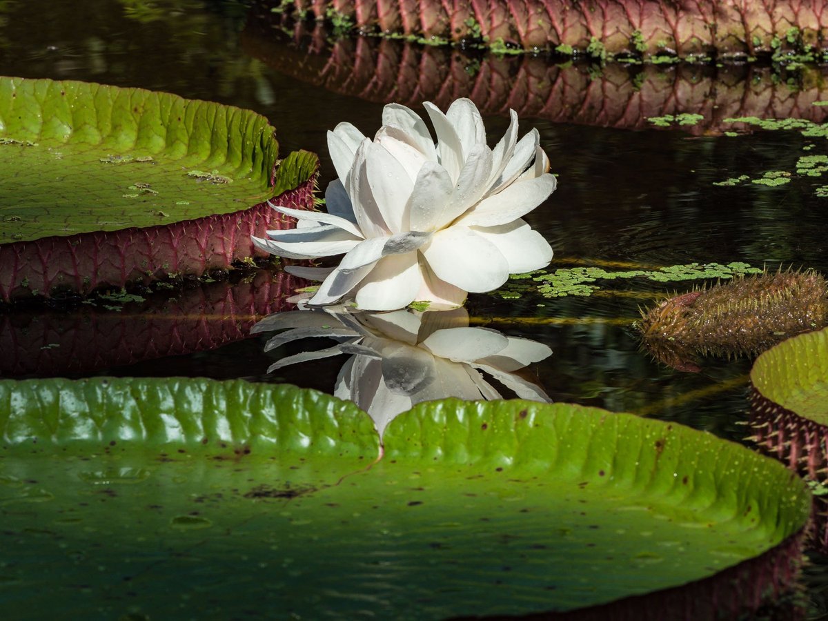 Vero Beach Florida Flowers Best Flower Site