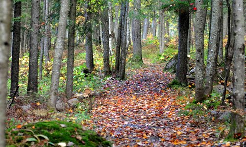 Sentiers en automne