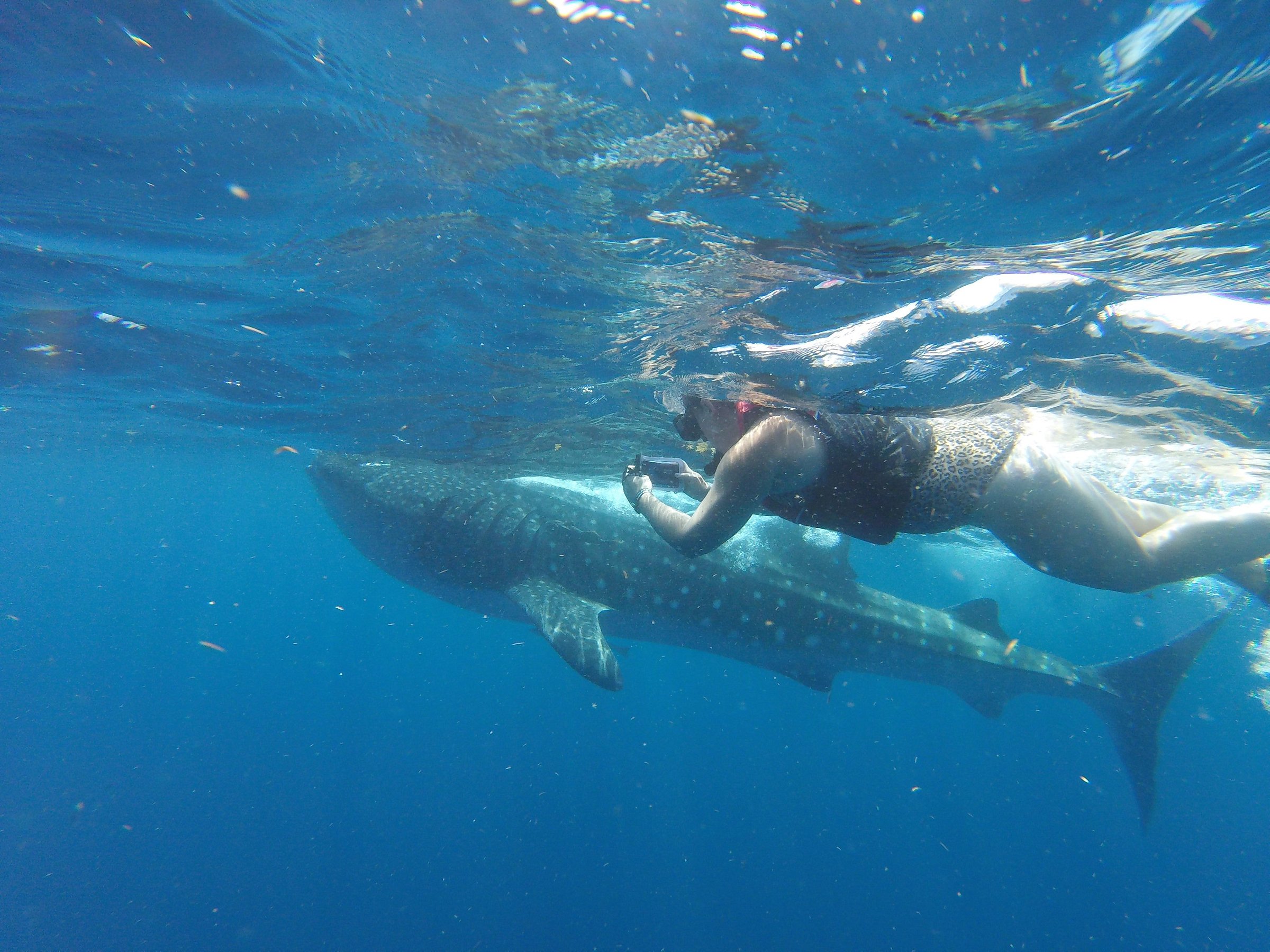 mexico whale shark cancun