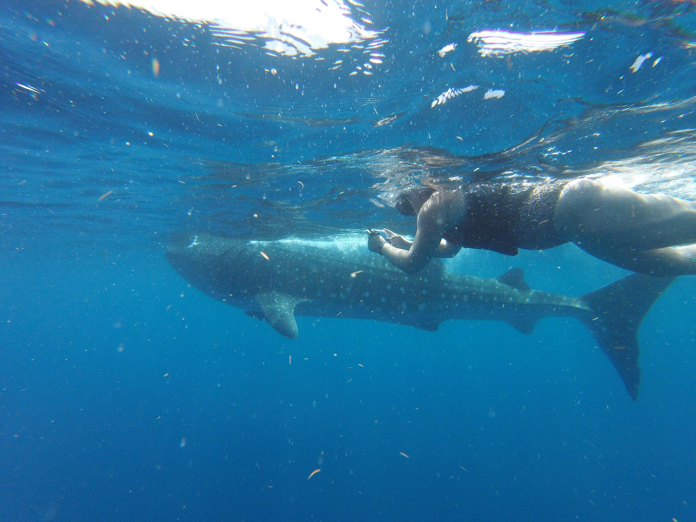 whale watching mexico cancun