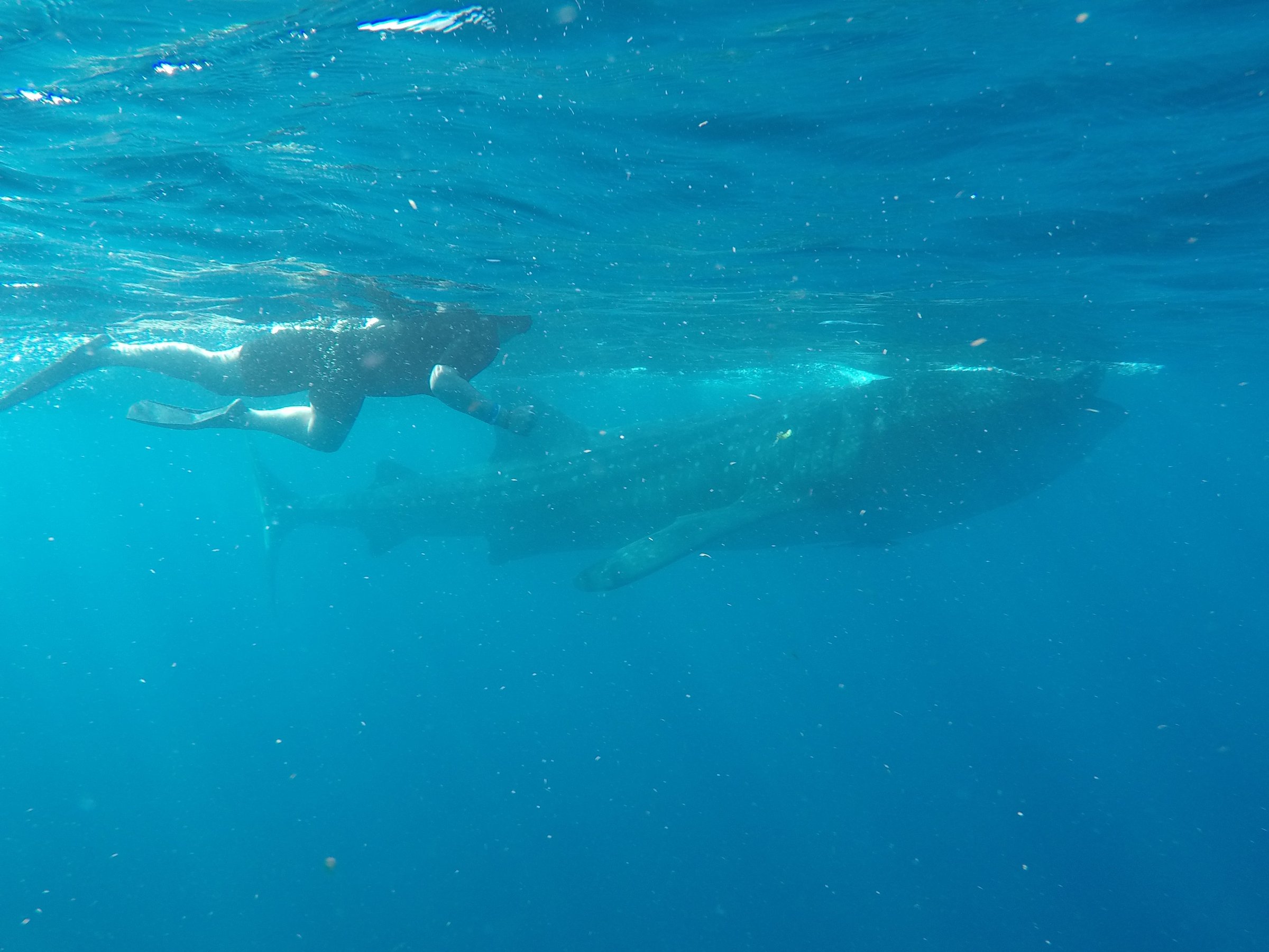 whale watching in cancun mexico