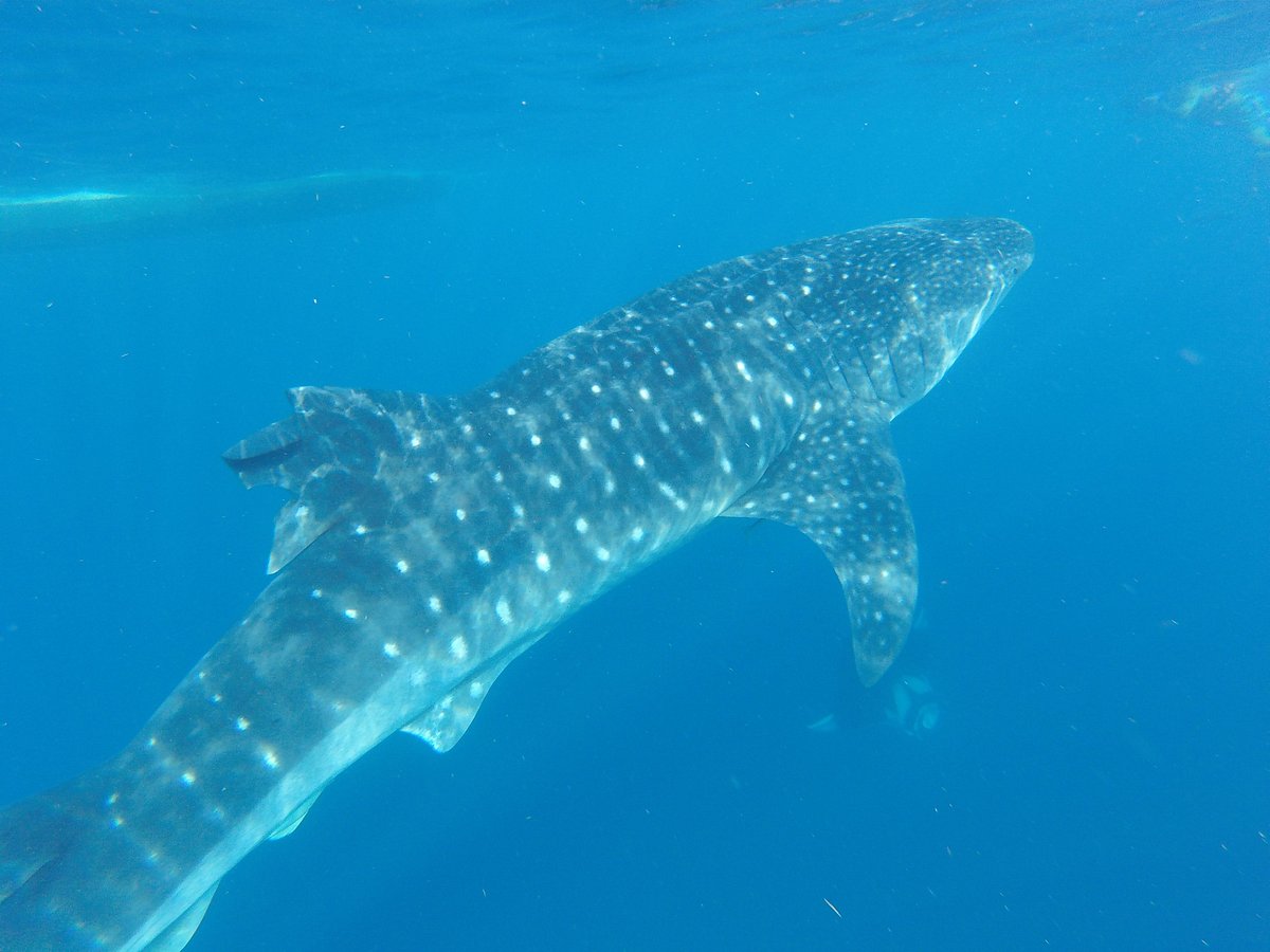 whale shark cancun mexico