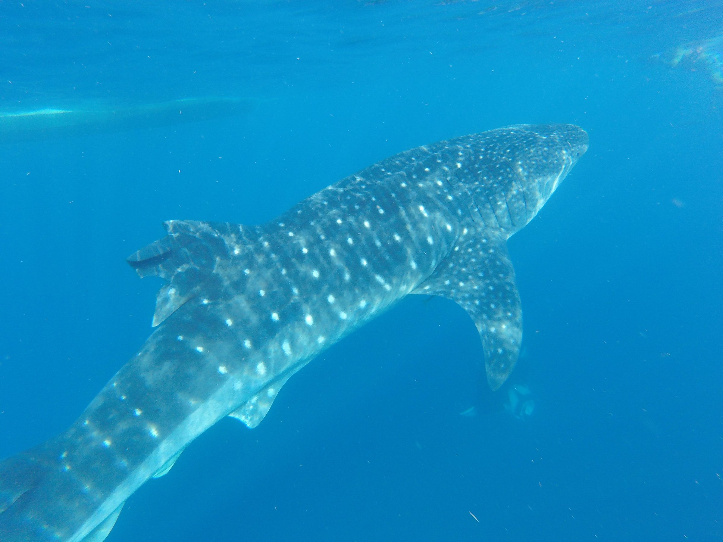 cancun mexico whale sharks