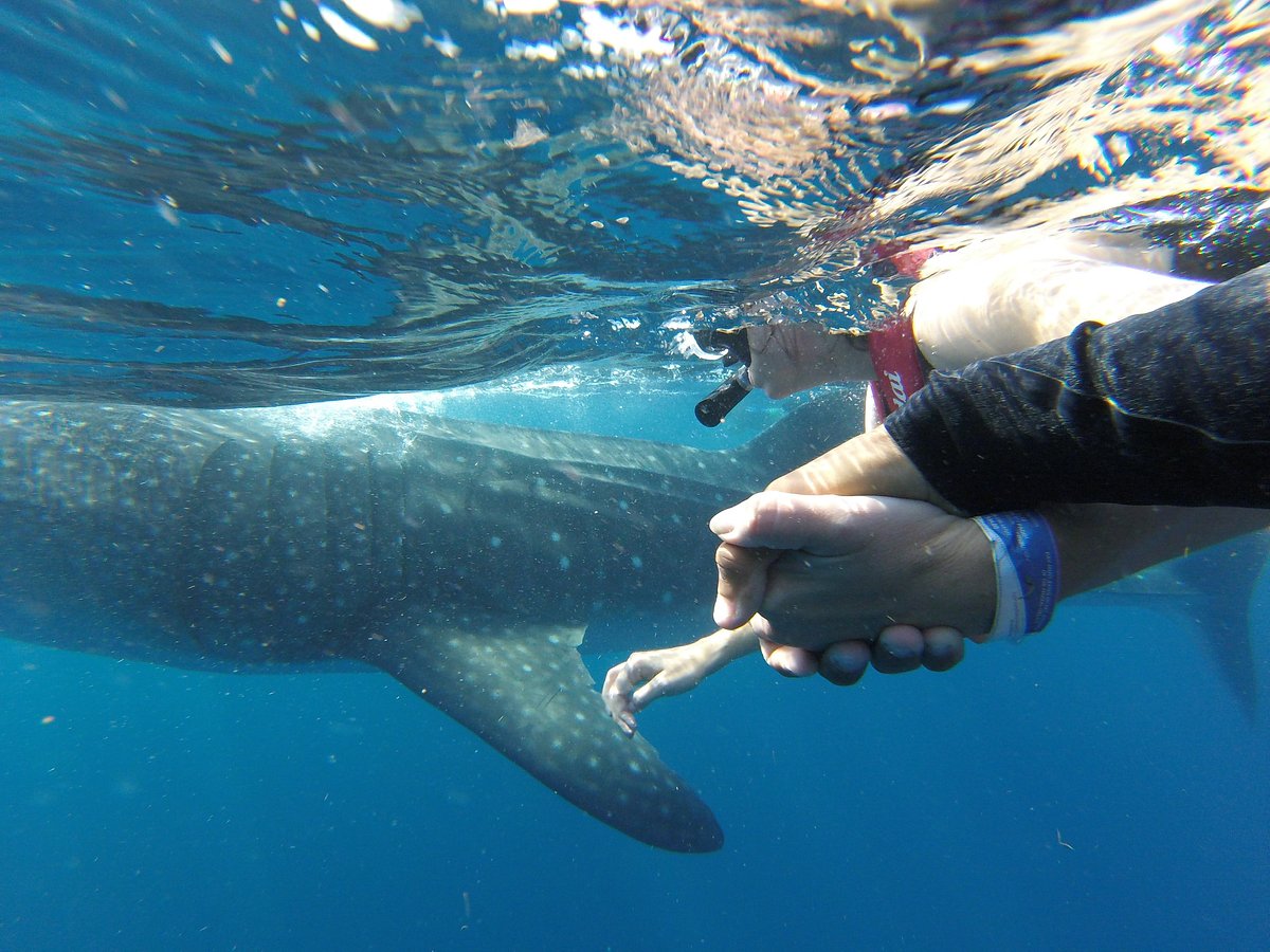 best whale shark guide cancun mexico stella