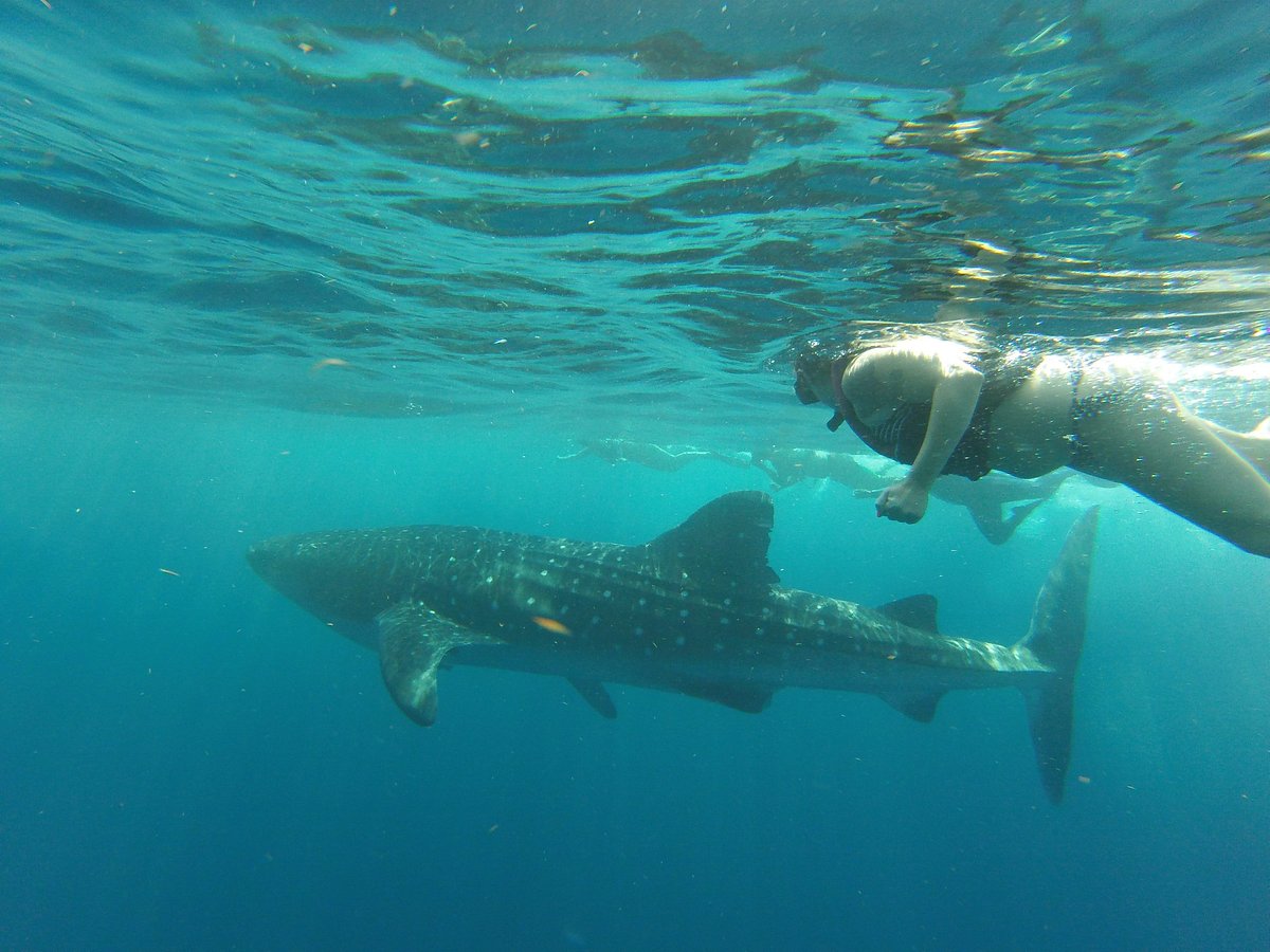 Mexico Whale Shark, Канкун: лучшие советы перед посещением - Tripadvisor