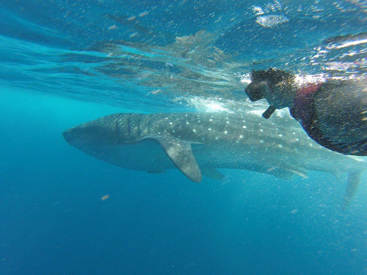 Mexico Whale Shark, Канкун: лучшие советы перед посещением - Tripadvisor