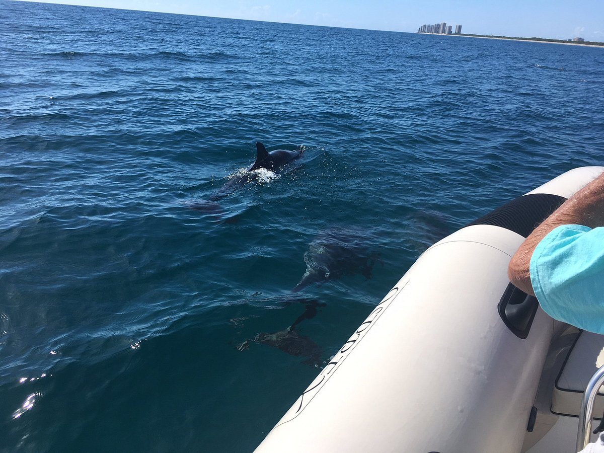 dolphin tours jupiter fl